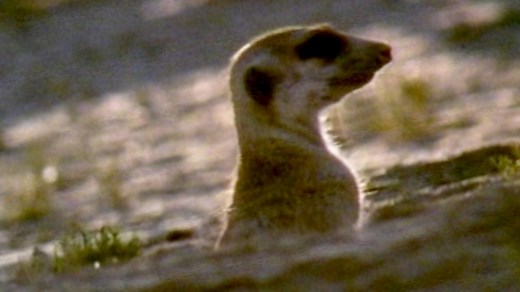 The characteristics of life