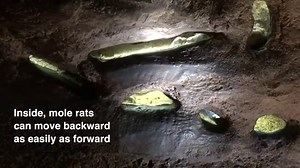 Here’s what that house proud mouse was doing – plus five other animals who take cleaning seriously