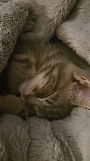 let's do it.. he says😂 #fypシ #cat #kitten #funnycatvideos #happy #animallovers