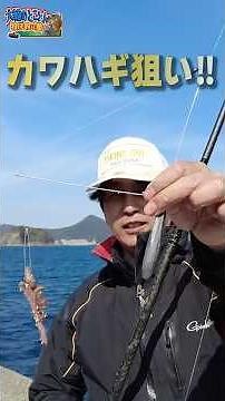 和歌山の堤防が大型魚の巣窟⁉ 入れ食いカワハギパラダイス聖地発見‼【大輔のとことん投げ釣り塾】 #カワハギ釣り #投げ釣り #ファミリーフィッシング #一文字 #fishing #カワハギ