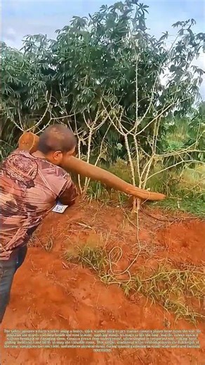 Prying Cassava From Earth: How a Thick Stick Harvests Underground Tubers