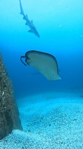 The shell grit at the shallow end of Fish Rock cave is where it's all happening at the moment. . . . . . . #southwestrocks #fishrock #scuba #ocean #nature #gopro #shark #greynurse #sandtiger #raggedtooth #carchariastaurus #australia #visitnsw #padi #marbleray #underwater #underwaterphotography #dive #scubadiver #uwphotography #underwaterworld #scubadive #sea #travel | South West Rocks Dive Centre