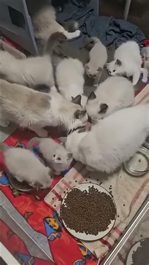 Colony GROWING