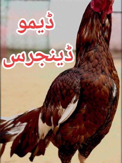 Zulfiqar SahiTo on TikTok