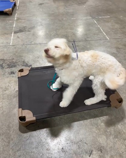 Distraction? Challenge accepted. 🐾 All four trainers. Four dogs. One warehouse. Austin comes running down the middle—fast and loud. Lainey? She lights up, tail wagging, full of sweetness… …but never steps off her place cot. 🐶💪 That’s how training works at K9 Kamp: we add just enough push to help dogs learn to stay steady even when things get exciting. #K9KampDogs #PlaceMeansPlace #SweetAndSteady #DogTrainingWins #GoldendoodleGoals #DogICanLove #TeamworkAndTraining #CalmConfidentCapable #Laine
