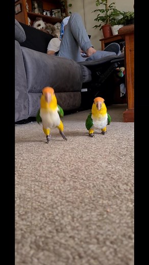 HopHops Compilation: Caique Parrot Jumping Fun
