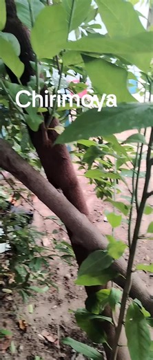 #chirimoya #paratiiii