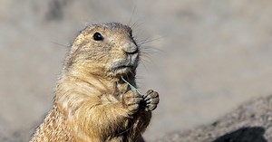 Prairie dogs from vacant lot spill over into Parker neighborhood