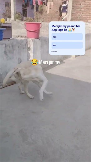 BANKU bhaiya 🐕#labrador #subscribe #doggielife #comedy #share#pets#ytshorts #animals #dogfans #cute