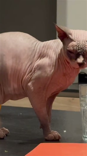 cats and Dogs .rare race sphynx#cat