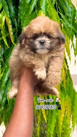 lhasa apso Puppies