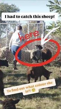 Shetland sheep colours are amazing! there are SO MANY and they aren't what you think!