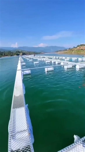 This Floating Farm Grows Fish Faster & Cheaper! #youtubeshorts #fishing