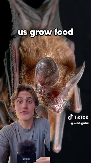 Why Bats Are Amazing Creatures