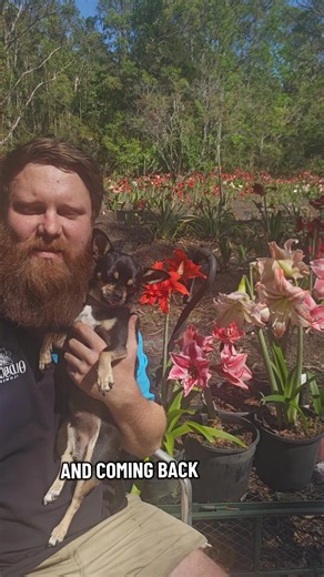 11K views · 440 reactions | Big, bold, and blooming  — Hippeastrums...