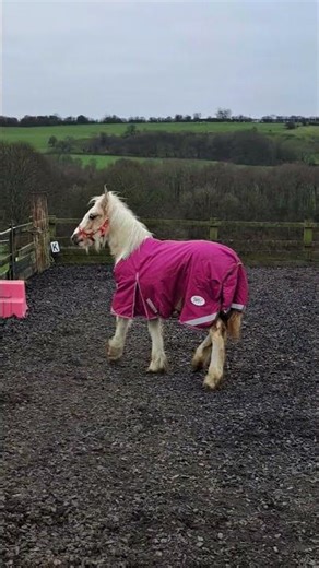 #horse #pony #horseenthusiast #horsetrack #equestrian