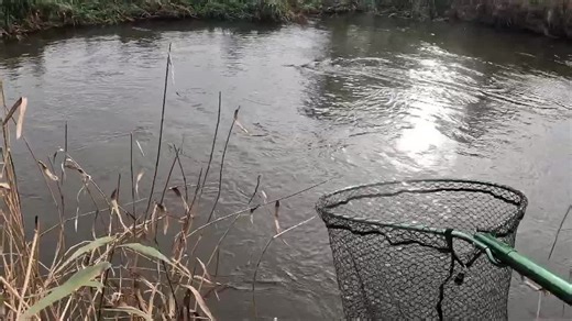#net #fishing #video #foryou