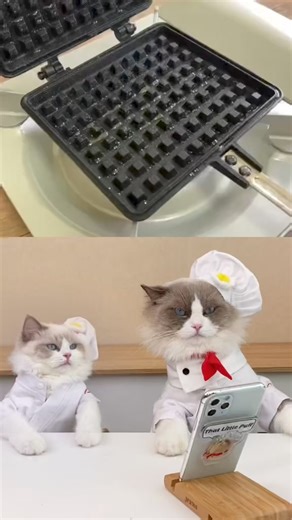 My name is Puff, and I make Marshmallow Waffles #smartcat #satisfying #testing #asmr #cat #cutecat #reels #fyp | That Little Puff Cat