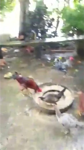 Chicken Farm | Chicken Dance