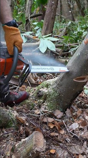 #Chainsaw Bore Cut on Leaning Tree