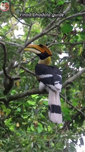 Hornbill preparing its nest!😍‪@corbettvinodbhadolaji‬ #ctr #birds #bird #hornbill #nest #corbett