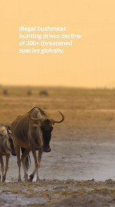 Illegal bushmeat hunting has contributed to the decline of over 300 threatened species globally. 🦌🌍 It accounts for around 5 billion kilograms (5 million tons) of wildlife harvested every year—especially in tropical regions. This not only threatens species survival but also disrupts ecosystem balance and puts immense pressure on biodiversity. A new study explores the impact of illegal bushmeat hunting in Zimbabwe’s Save Valley Conservancy 🇿🇼 . Researchers interviewed 133 illegal hunters and 