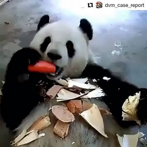 #Repost @dvm_case_report (@get_repost) 😍😍😍😊😊😊 #vetmed#vetstudemt#veterinarymedicine#veterinary#Dvm #Docotrofveterinarymedicine#animallover#animalmedicine#medicine | I Love Veterinary Medicine