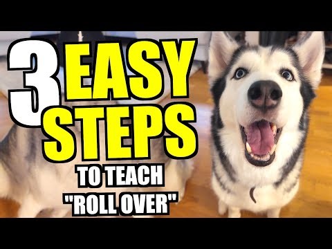 Teach Your Husky To Roll Over FAST With 3 EASY Steps!!!