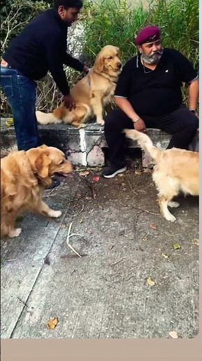 Golden Retrievers Running Together | Crazy Energy & Fun 🐕💨