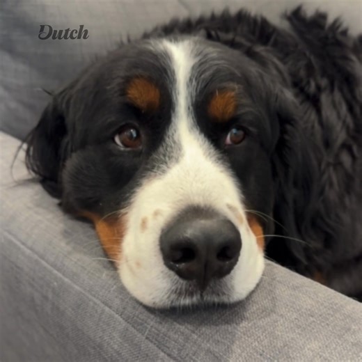 Pet owners! Stop stressing over finding a vet appointment that fits your schedule and start getting expert care online with Dutch: 🐶 Licensed vets who can treat 150 conditions virtually 🐱 Unlimited vet calls starting at less than $10/month 🐶 Expert care & same-day appointments 🐱 600,000 members & tons of 5-star reviews Don't wait—sign up today! | Dutch