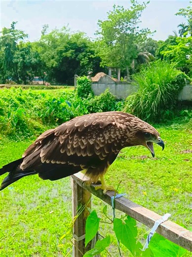 Majestic Eagles: Nature's Aerial Kings