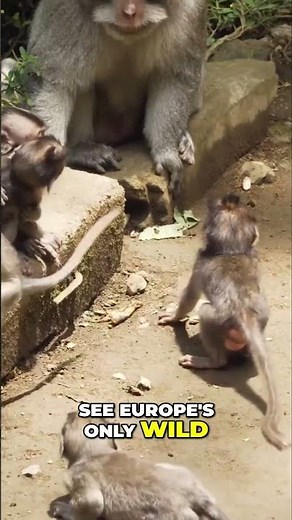 Why Cruise Travelers Love Gibraltar!