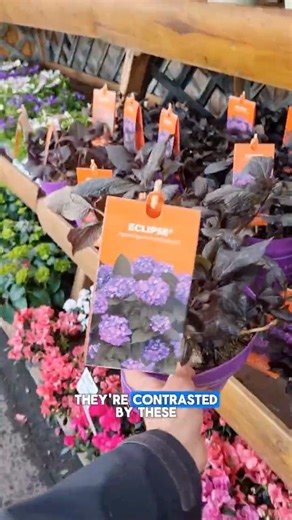 Not your average hydrangea…👀 #hydrangea #gardening