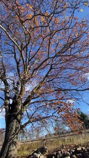 Large oak tree prune