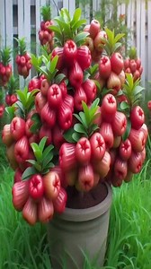 easy and fast way to grow and propagate roseapple trees by grafting.#shorts #roseapple #fbreelsfypシ゚viralシ #reelsviralシ #shortsreels | Tree Garden