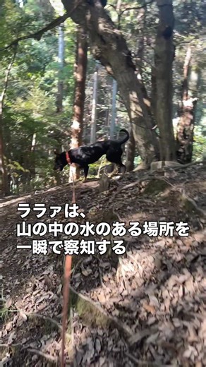 愛犬と山を散歩しよう！一般社団法人いぬ山さんぽ協会 on Instagram: "猟犬のララァは、山の中にある水の溜まった場所を一瞬で察知するんです😊他の犬もそうなんですが、犬達は匂いで水の在処を速攻で探し当てるんですね🥰犬の嗅覚ってほんと凄いな🩷ララァよ、今日も山のお水たんまりお飲み💕 #猟犬のララァ #猟犬 #日本犬 #いぬ山さんぽ #いぬのきもち #いすみ市"