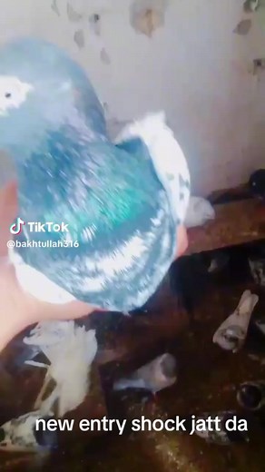 Chat King Palace 🥰🥰🥰 (@chat.king.palace)’s videos with original sound - سالار خان 💙🌹