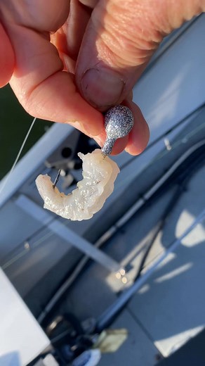 8.5K views · 61 reactions | What we dangle in 60’ water to entice #channelcatfish to strike. A tasty peeled whole #shrimp (no shrimp cocktail sauce needed). Lynac Lithium Technology Power-Pole Total Boat Control Panther Marine Products Wild TV - Canada's Hunting and Fishing TV Network Raymarine VMC Hooks Rapala Canadian Sportfishing Here's The Catch TV Show #PowerPoleMOVE | Italo Labignan | Facebook