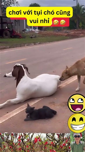 Chú Dê Thân Thiện Với Các Em Cún