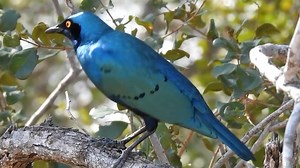 蓝耳丽椋鸟 Lamprotornis chalybaeus （yt@Stories Of The Kruger