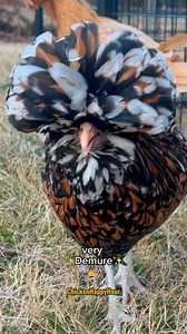 Polish chickens are EGGstra ✨Demure✨💅 …Tallulah here is no EGGception 😏 #demure #polishchicken #chickensofinstagram #funnyanimals #backyardchickens #trending #chickenhappyhour | Chicken Happy Hour