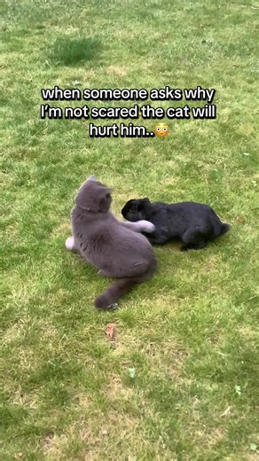 Understanding Cat and Rabbit Dynamics