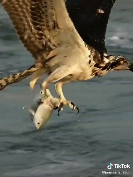 Osprey Hunting: Master of the Fishing Talons