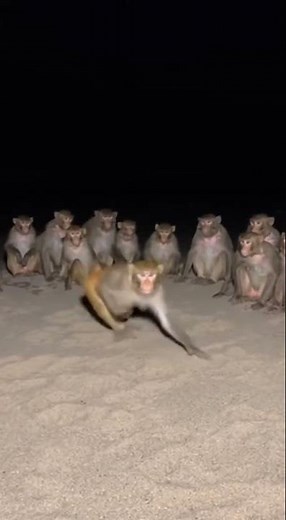 Dancing Monkey 🐒💃 Hilarious Moves Viral 2025