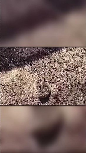 Spider vs Ants – Big Mistake!