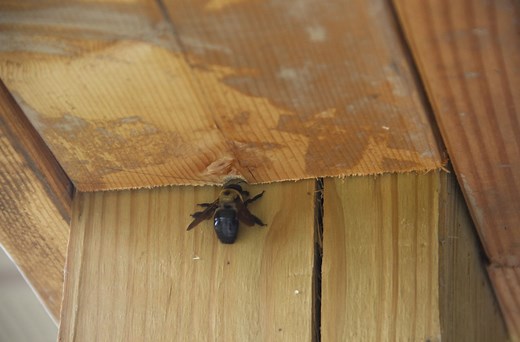 How To Keep Carpenter Bees Away From Your Home