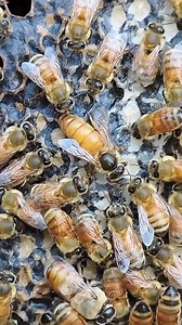 48K views · 1.3K reactions | "Strange behavior of queen bee: What is...