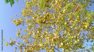 Autumn tree leaves swaying gently in the wind in slow motion in 4k resolution