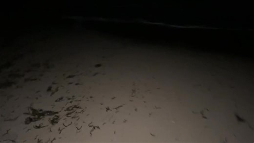 109K views · 1.4K reactions | Tonight Team Mola is walking Cape Cod...