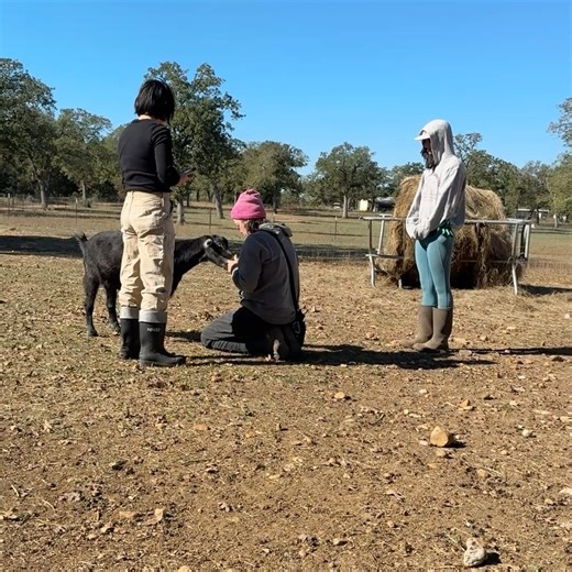 Austin Farm Sanctuary on Reels